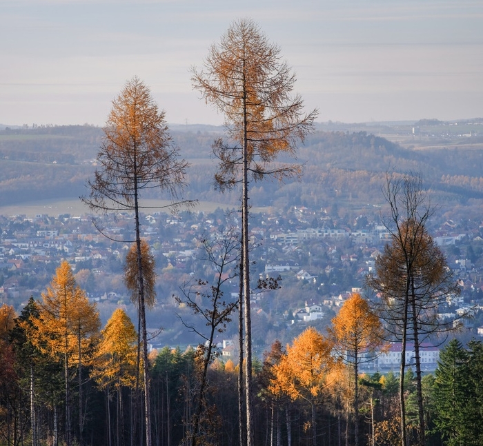 Cestou k obnově českých lesů může být i modřín, vědci se na něj zaměří